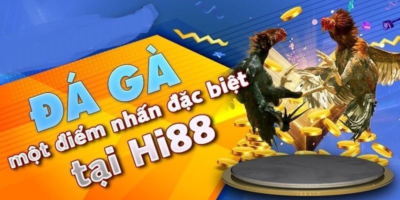 Chấp Điều Gà Chọi Là Gì? Luật Chấp Trong Đá Gà 6 chap-dieu-ga-choi-hi88