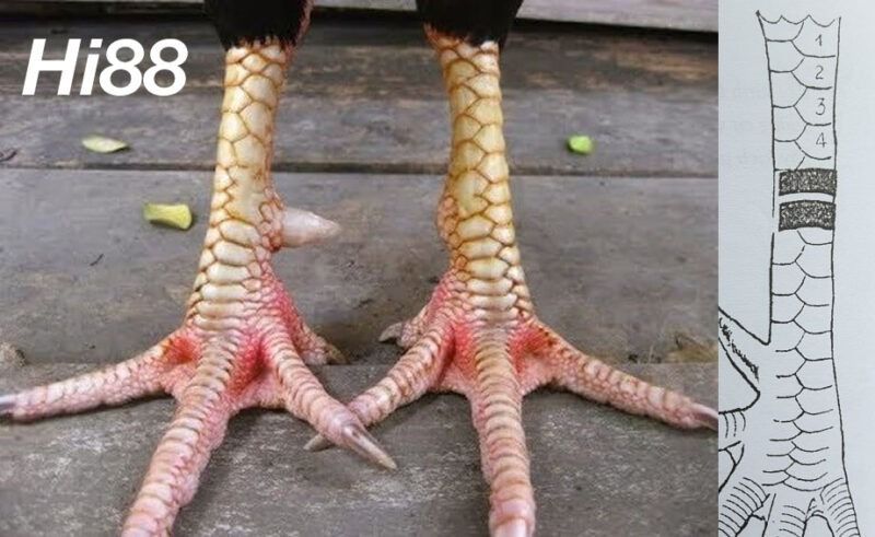 Top vảy gà chọi độc, hiếm thấy được các sư kê săn đón 34 Vảy gà kích giáp