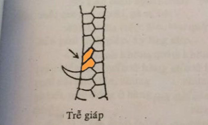 Top vảy gà chọi độc, hiếm thấy được các sư kê săn đón 39 Gà vảy trễ giáp đá hiểm